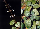 Plectranthus Verticillatus